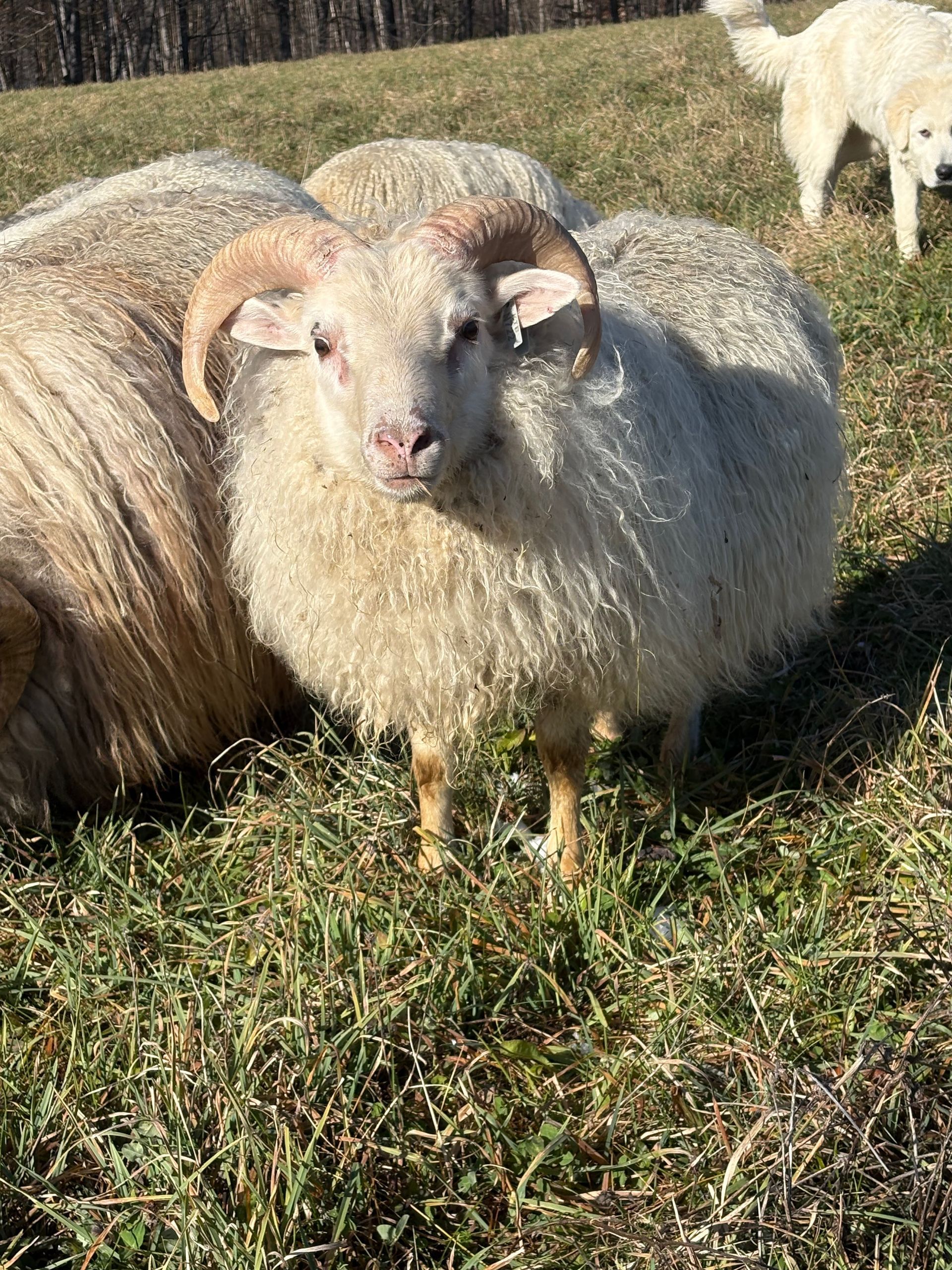 Icelandic ram at Kind Horn Farm