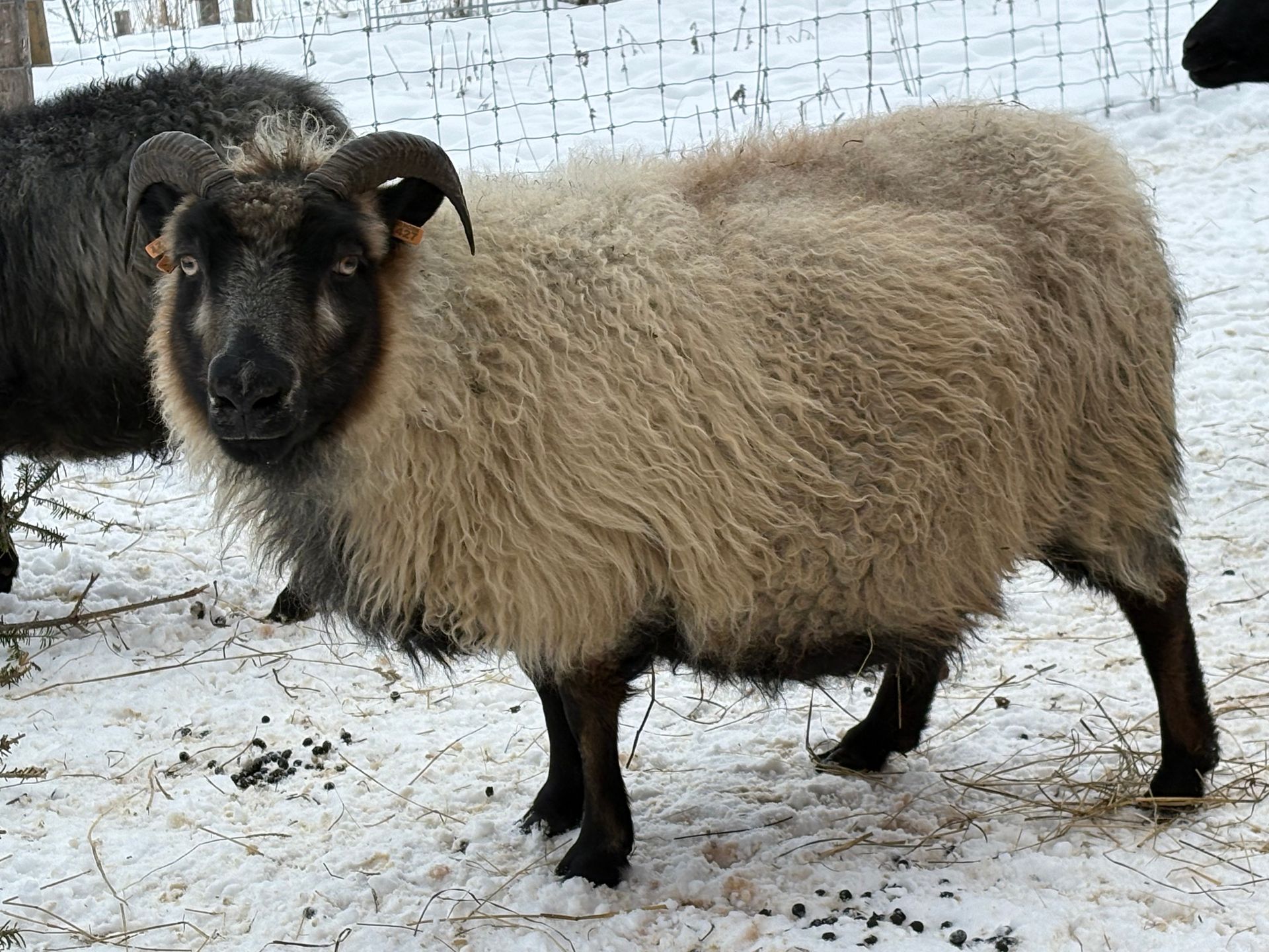 A gray, stylized spiral resembling a sheep horn, centered within a square frame.