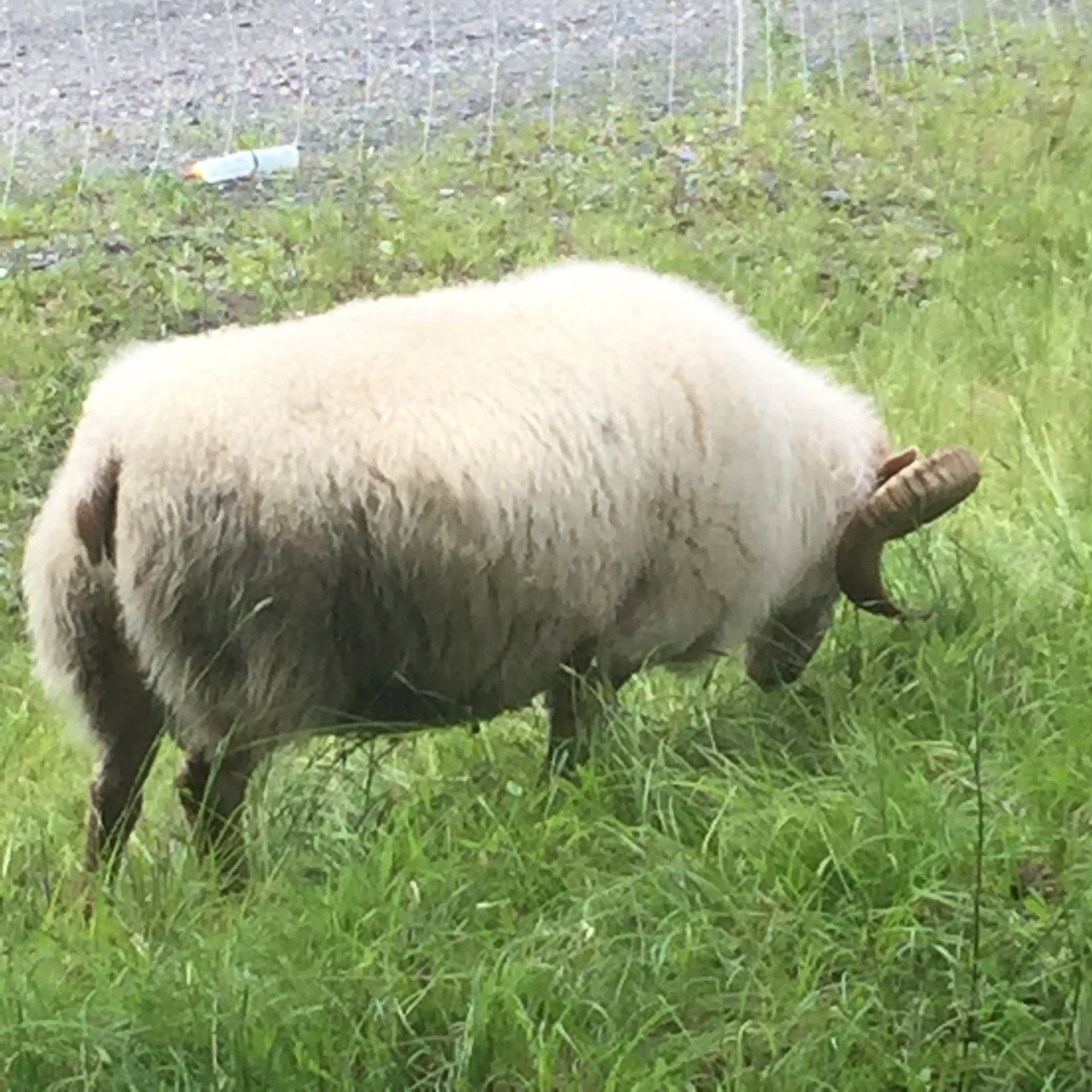 Purebred Icelandic sheep. Artificial insemination.