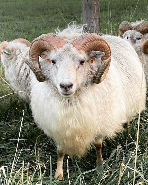 Ram with large, curved brown horns and white wool, standing in a grassy field, looking directly at the viewer.