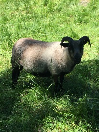 A black-faced sheep with curved horns stands in green grass, looking towards the camera.