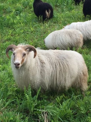 A light-colored ewe with curled horns stands in a grassy field, looking toward the camera.