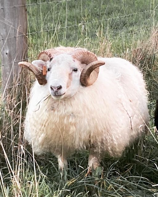 A fluffy white ram with large curled horns standing in a grassy field near a fence.