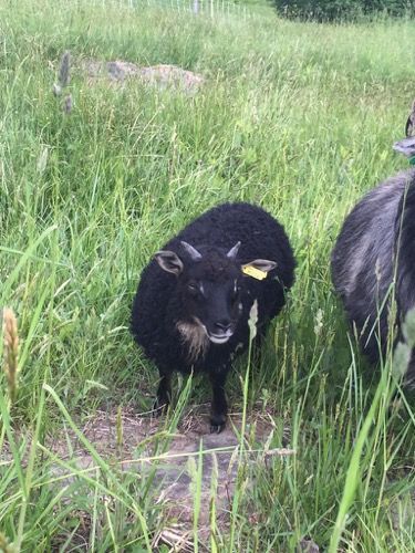 Black icelandic sheep with small horns and yellow ear tag stands in tall green grass.