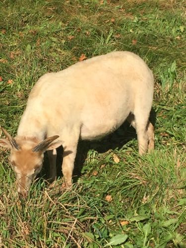A light-brown ewe with small horns grazes on green grass in a sunny outdoor setting.