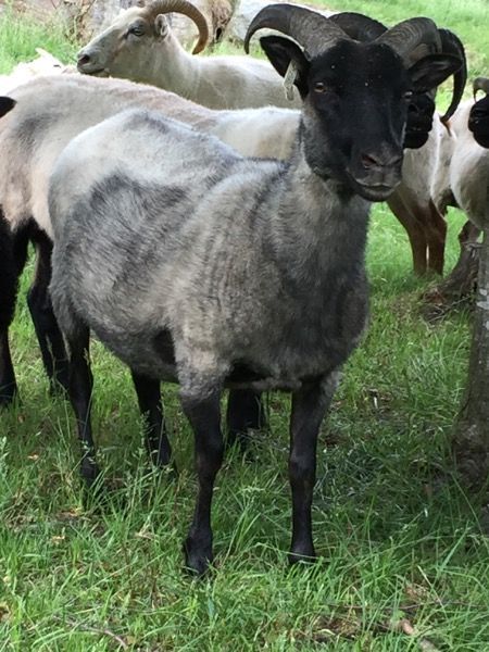 A gray and black sheep stands in green grass, looking at the viewer. Several other sheep are visible in the background.