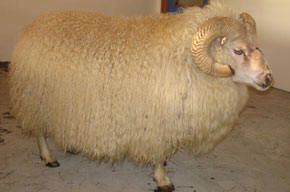 Tan-colored ram with large, curled horns stands on a light-colored floor, looking to the right.