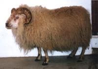A tan ram with large, curled horns stands on a concrete surface, with a plain white background.