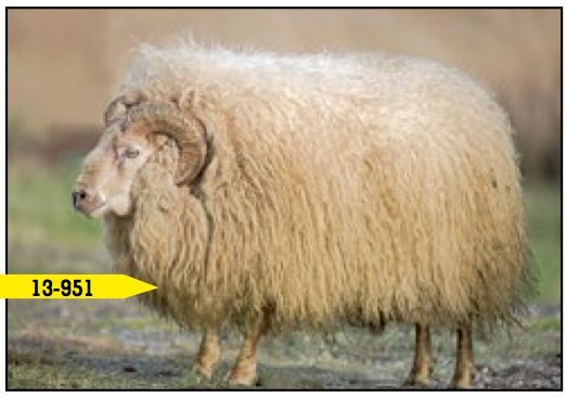 A shaggy, tan-colored ram with large, curved horns stands in a grassy field.