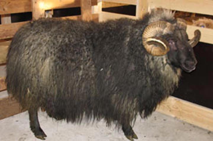 A dark-colored ram with large curled horns stands inside a wooden pen. Its fleece is thick and shaggy.