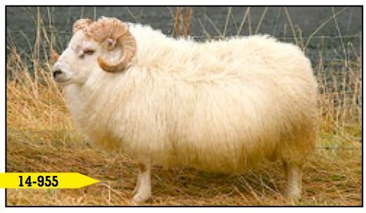 A fluffy, cream-colored ram with curved horns standing in a field of dry grass.