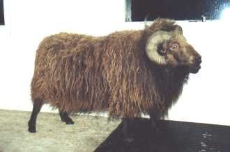 Brown ram with curled horns standing on a raised surface, against a white wall.