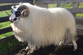 Ram with white and black markings and curved horns, standing in a wooden pen.