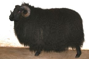 Black sheep with curled horns, covered in long, dark wool.