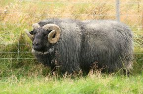 A large, gray ram with curled horns stands in a grassy field, next to a wire fence.