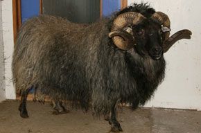 A black ram with large, curved horns stands indoors, facing forward. It has long, shaggy, gray-black wool.