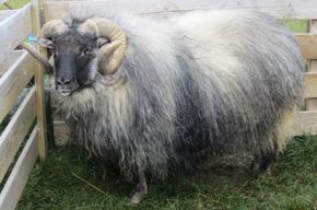 A fluffy, gray sheep with large curved horns and a black face stands in a wooden pen.