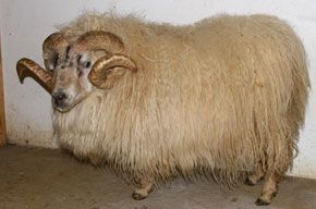 A shaggy, cream-colored Icelandic ram with large curled horns stands in a dimly lit room.