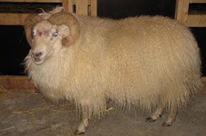 A large ram with curled horns and thick, cream-colored wool stands in a barn.