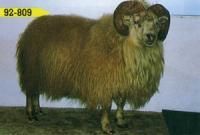 A large, brown-fleeced ram with impressive curled horns stands against a light background.