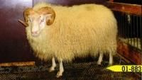 A fluffy, cream-colored ram with large, curved horns stands in a pen, with a yellow tag reading