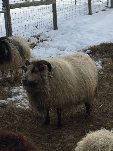 A fluffy beige ram with dark horns stands in a snowy pen.