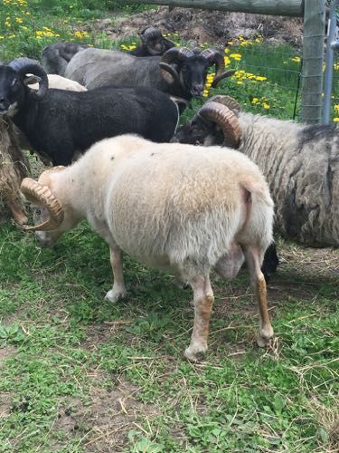 A flock of sheep in a grassy area, some with large horns. One beige sheep is the closest, grazing.