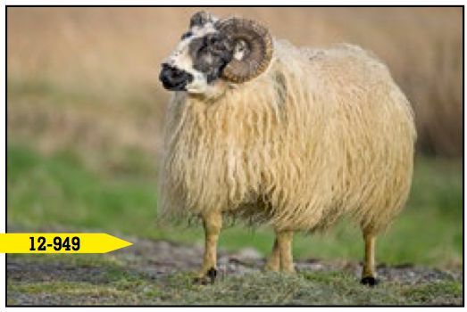 A beige ram with large curved horns stands on green grass. The ram has a black and white face.