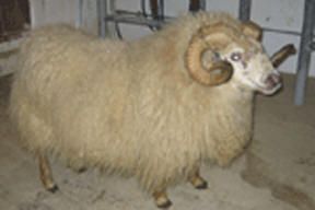 A fluffy, light-brown ram with curled horns stands indoors.