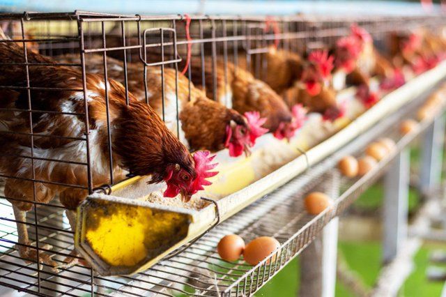 Animal Feed Supplement Animal Feed Supplement