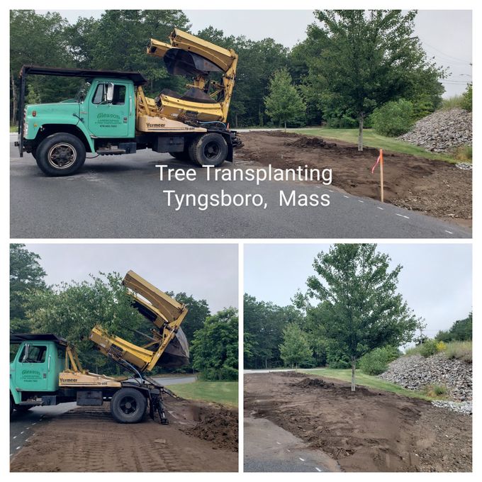 Tree transplanting in Tyngsboro, Mass., with a turquoise truck lifting a large tree onto a dirt site.
