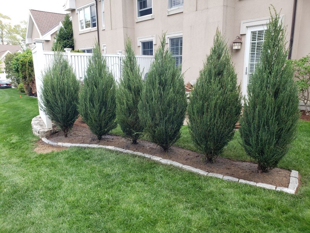 Row of five tall evergreen shrubs in a landscaped bed beside an apartment building lawn.