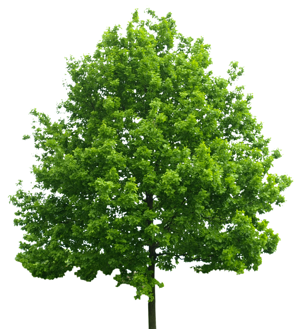 Lush green leafy tree with a full canopy on a white background