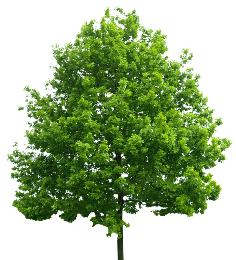 Lush green leafy tree with a full canopy on a white background