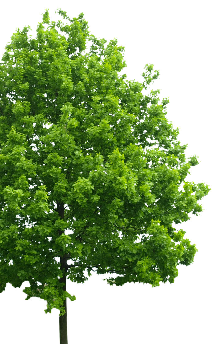 Green leafy tree with a full canopy on a white background