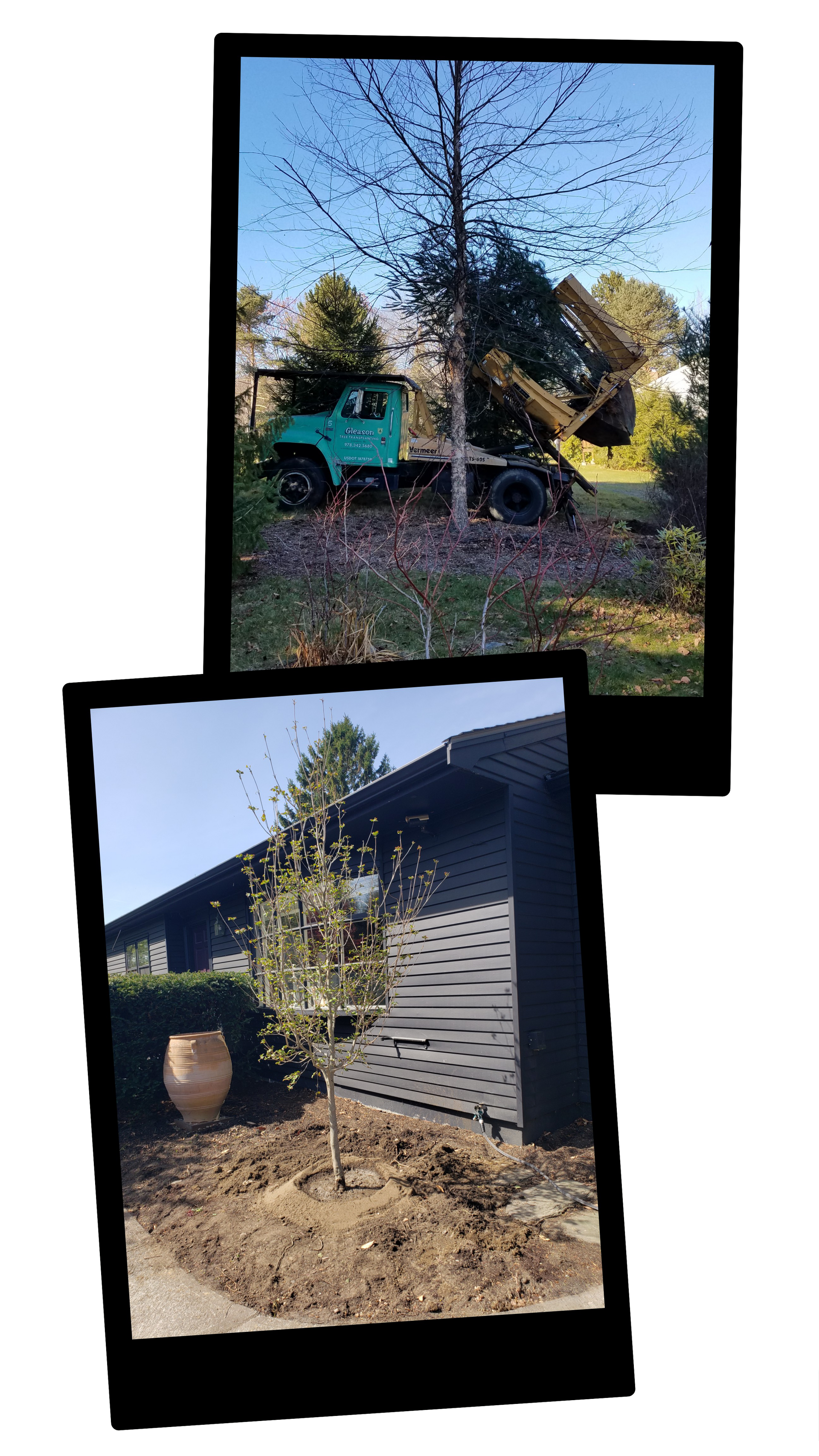 Two backyard snapshots: a green tractor by a tree and a small tree beside a gray shed.