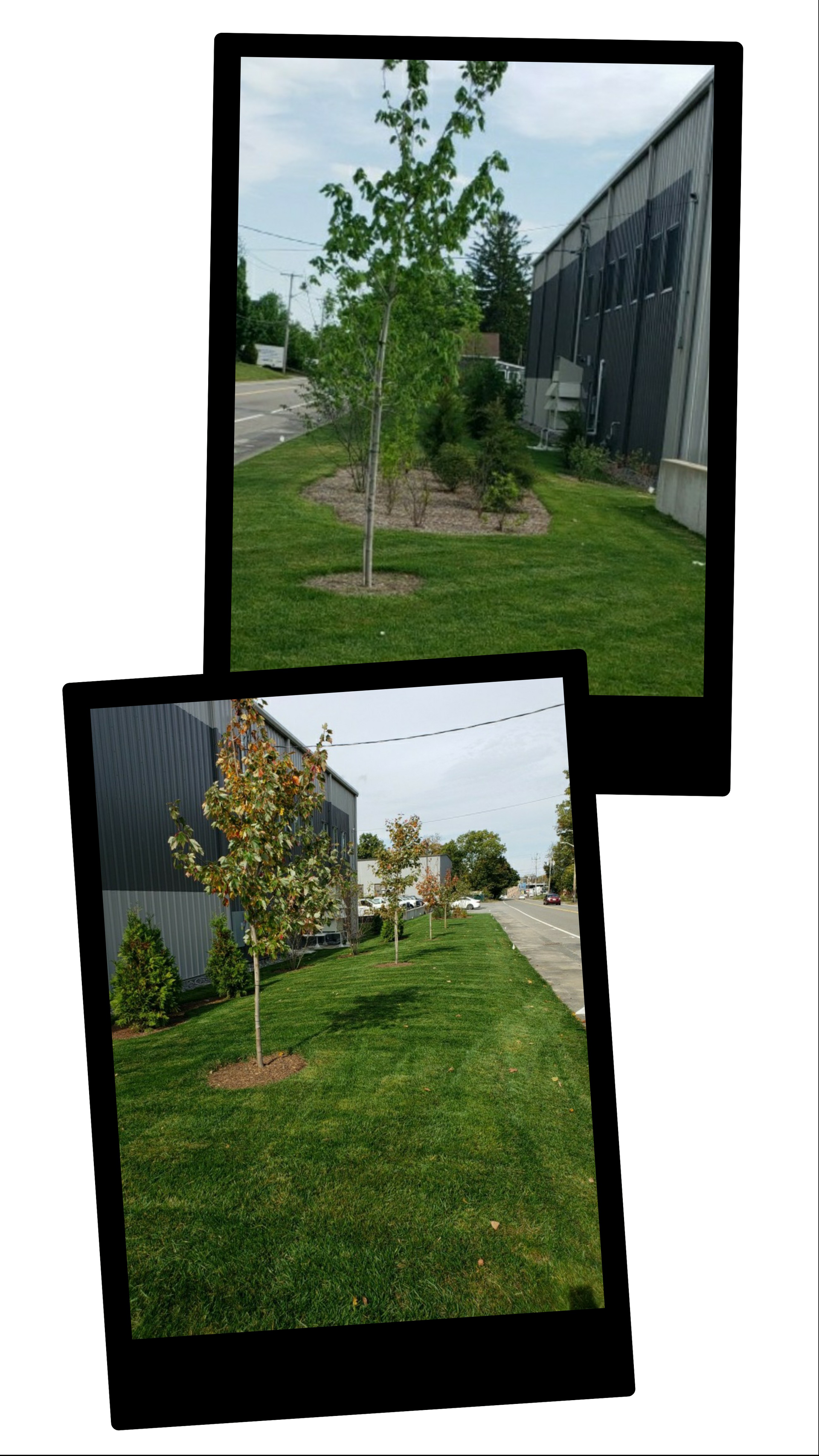 Two stacked snapshots of a grassy path with young trees beside a building and a sidewalk.