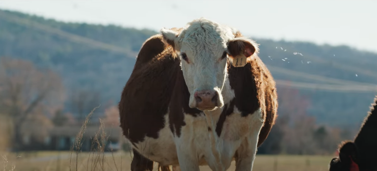 A brown and white cow stands in a field, facing the camera with a mountain backdrop.