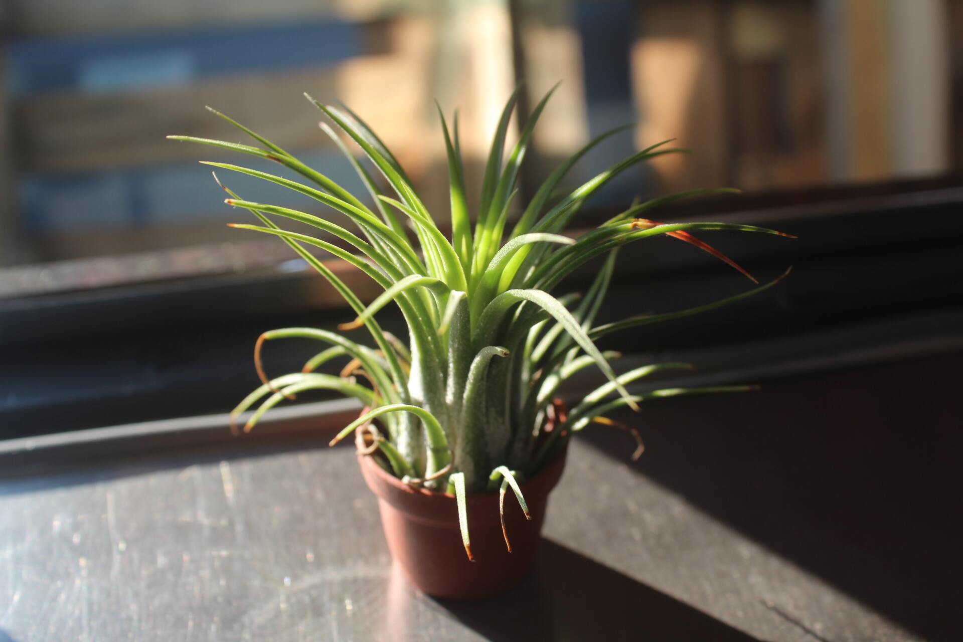 How to Grow Air Plants Indoors