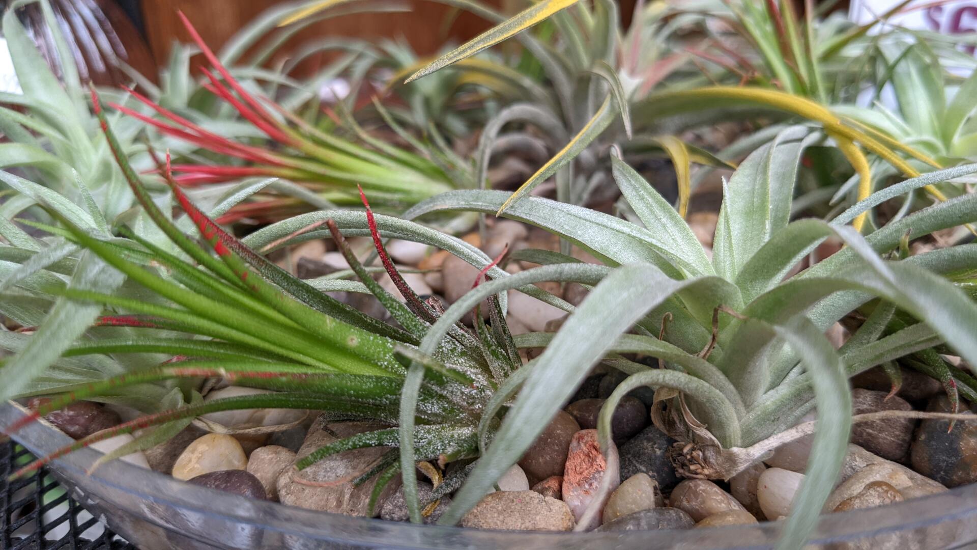 How to Grow Air Plants Indoors