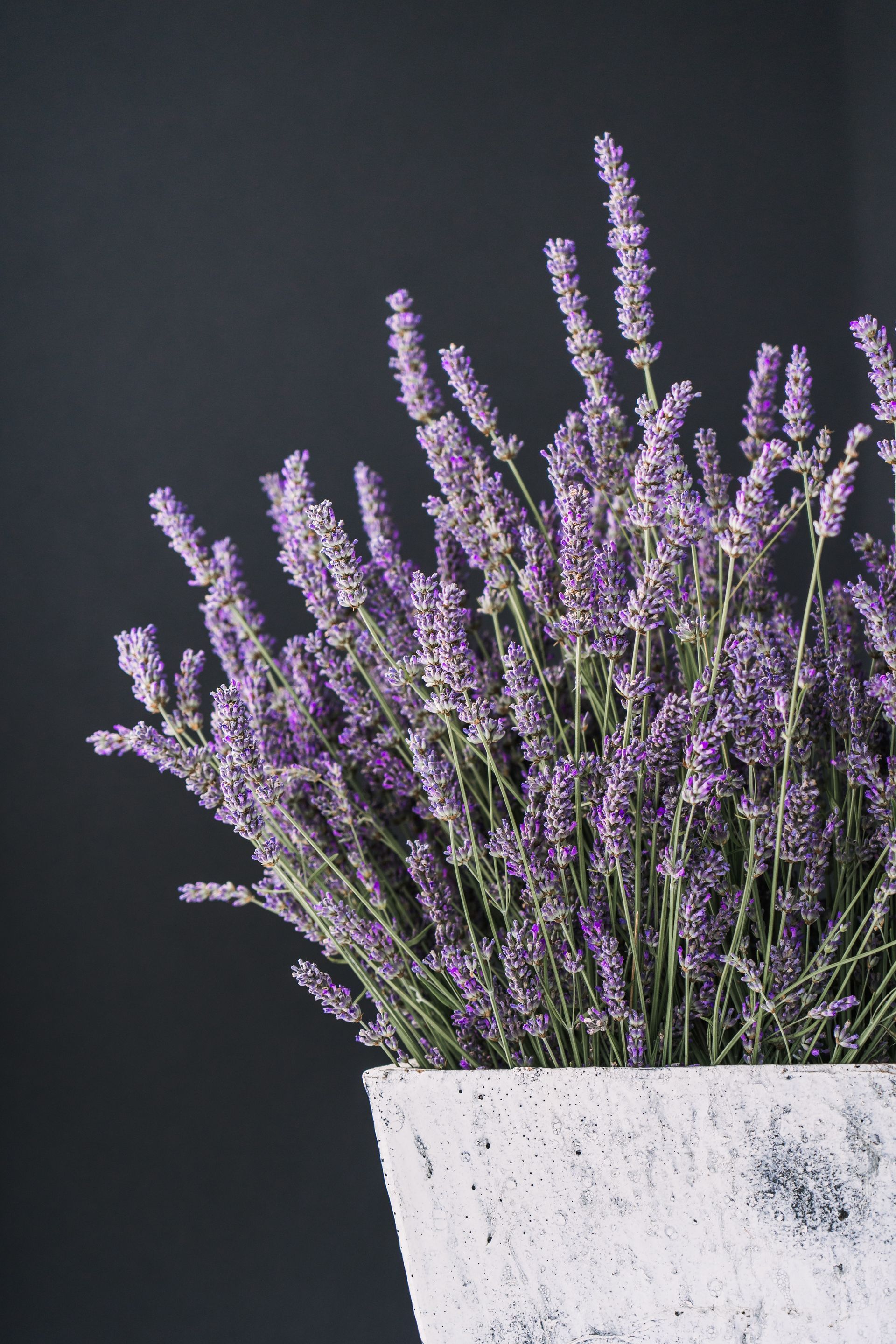 A concrete flower box with purple lavender flowers against a charcoal backdrop.