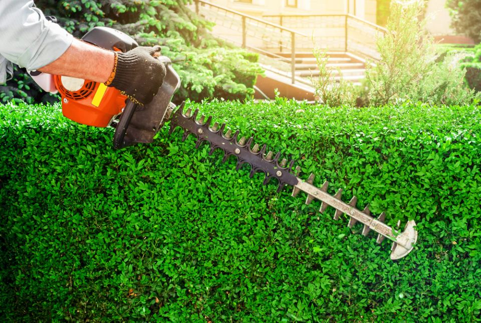 hedge trimming in a garden