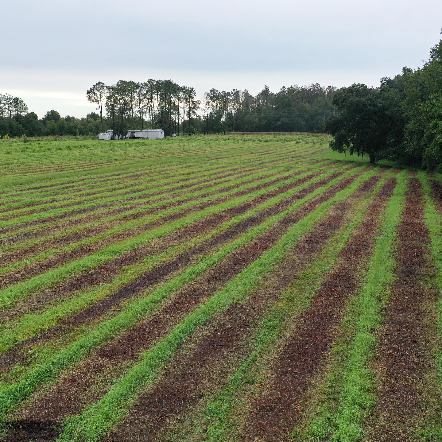 Land Clearing & Brush Mulching Tampa, FL Clear Cut Heavy Brush Mulching