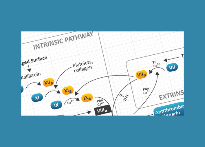 Diagram van de intrinsieke en extrinsieke bloedstollingsroutes met gekleurde labels en pijlen.