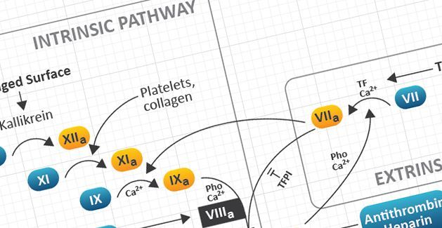 Stollingscascadediagram met de intrinsieke en extrinsieke stollingsroutes, weergegeven met gekleurde stollingsfactoren op een rasterachtergrond.