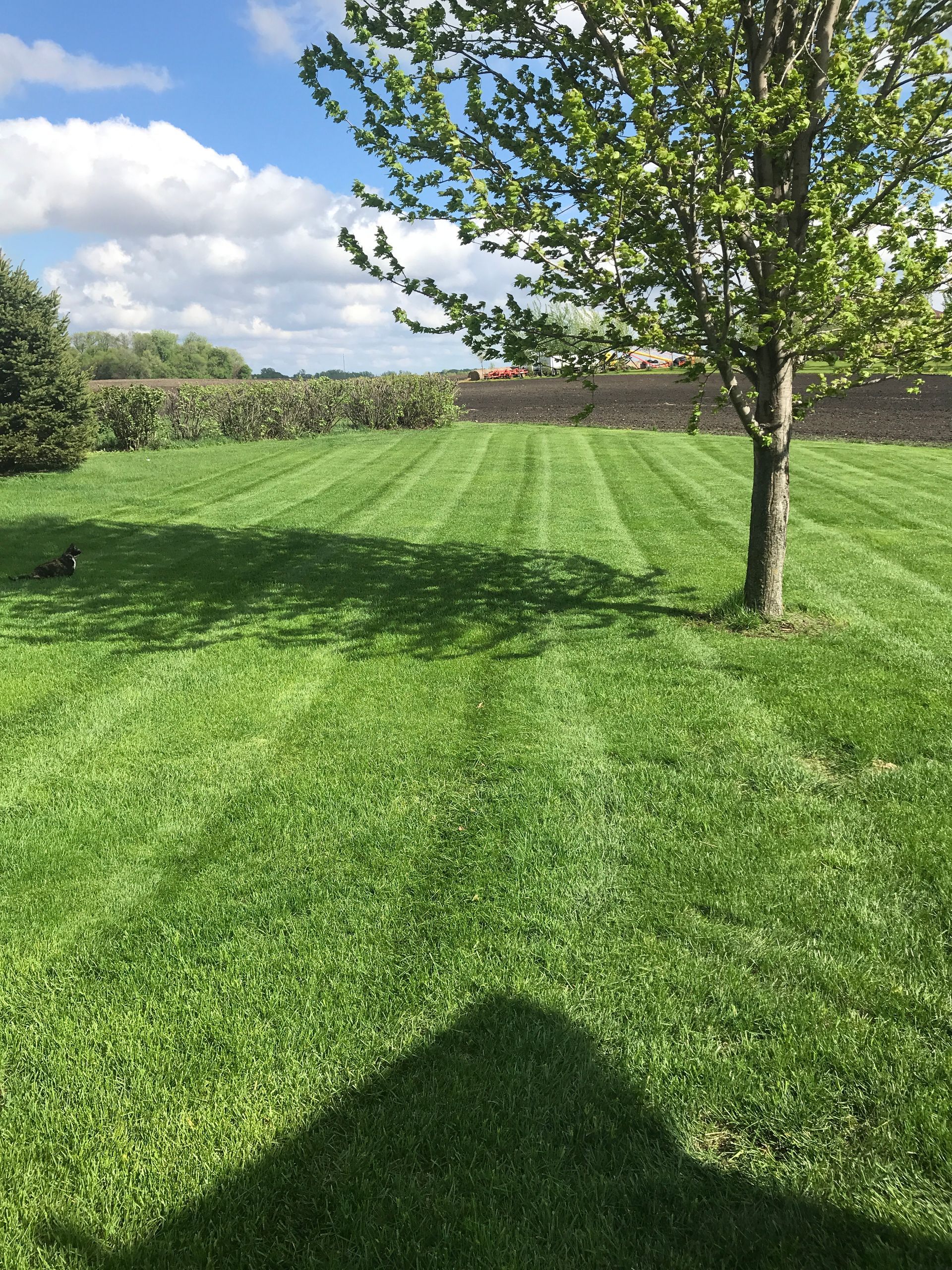 Single Tree On The Lawn — Hutchinson, MN — Green Earth Lawn Care