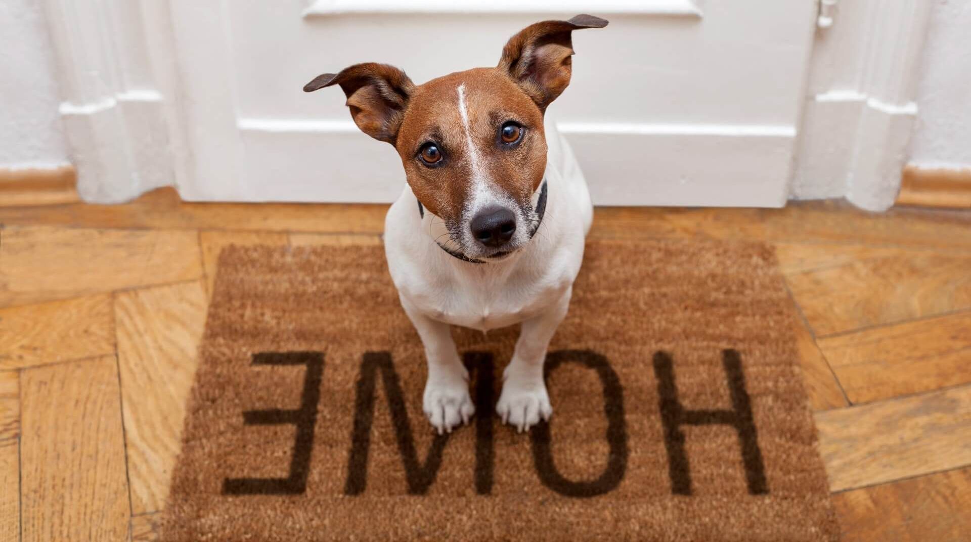 Cute little dog standing on the carpet at home