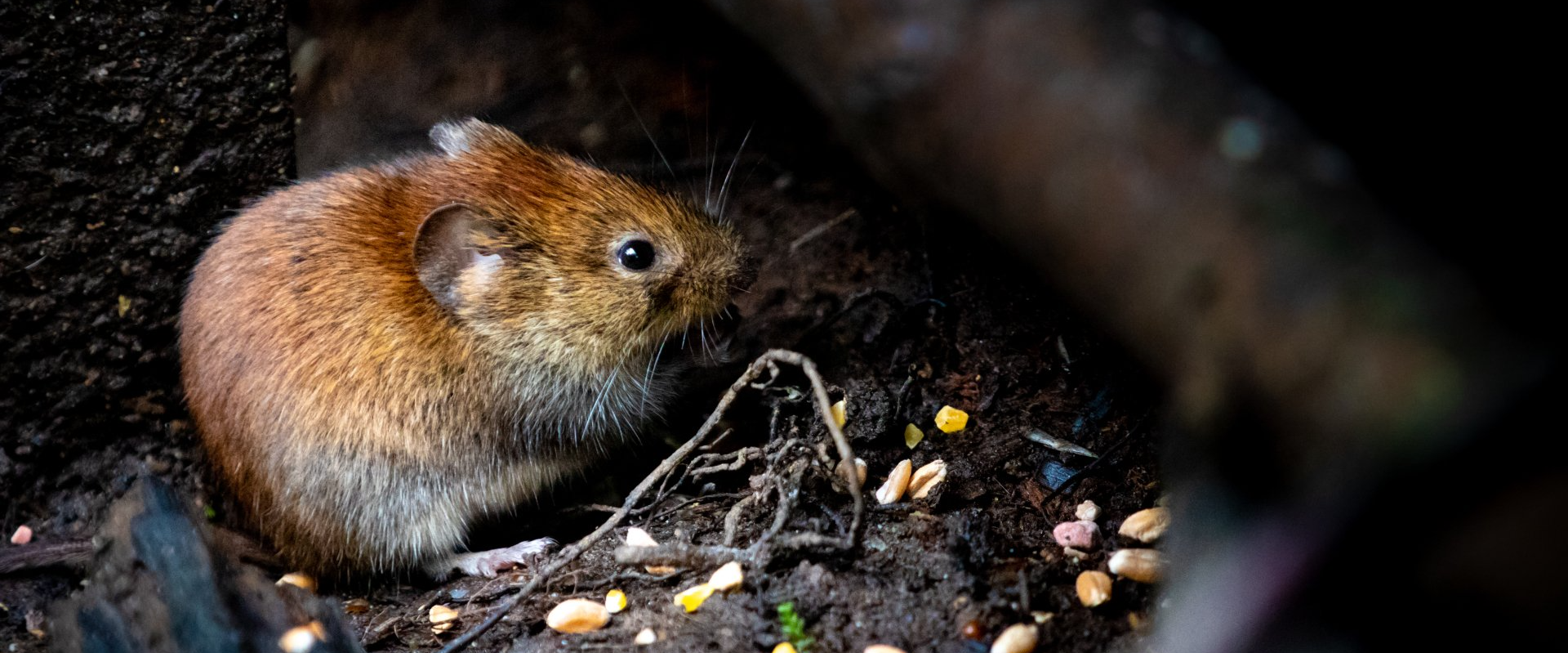 mouse eating seeds in hiding