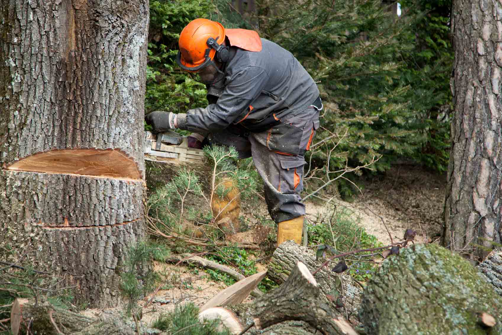 Logging Services — Marshalltown, IA — Mitchell Logging