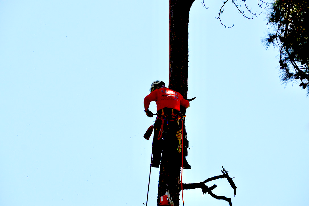Tree Trimming Tallahassee